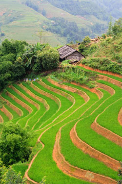 Sapa Tours